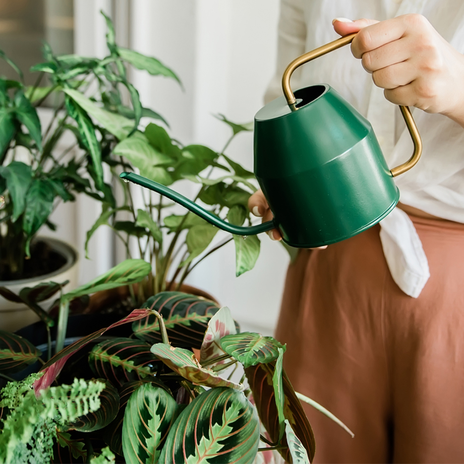 Egy személy zöld locsolókannával öntöz szobanövényeket.