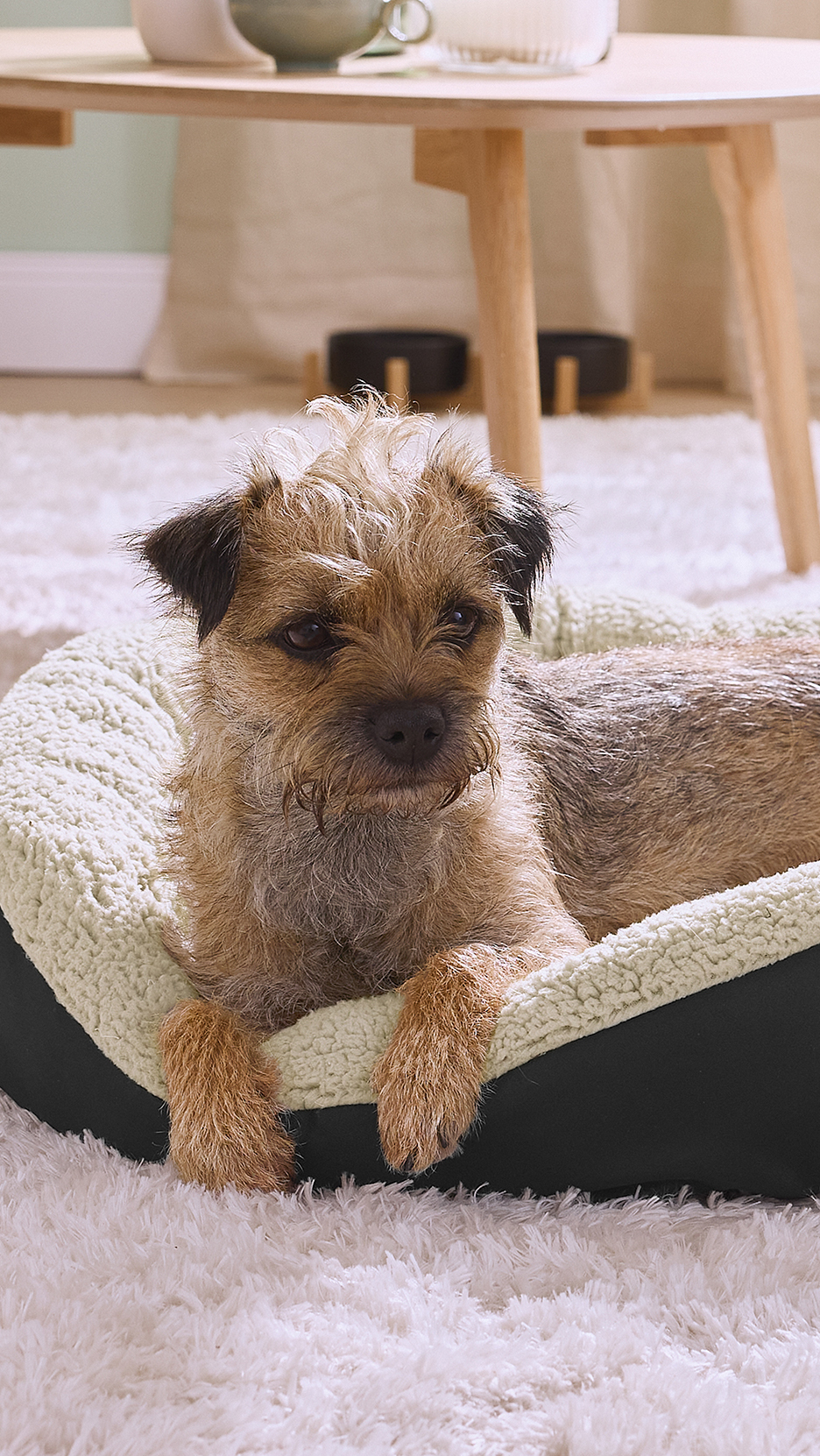 Border terrier kutya fekszik egy kényelmes, bézs színű kutyakosárban, fehér szőnyegen.