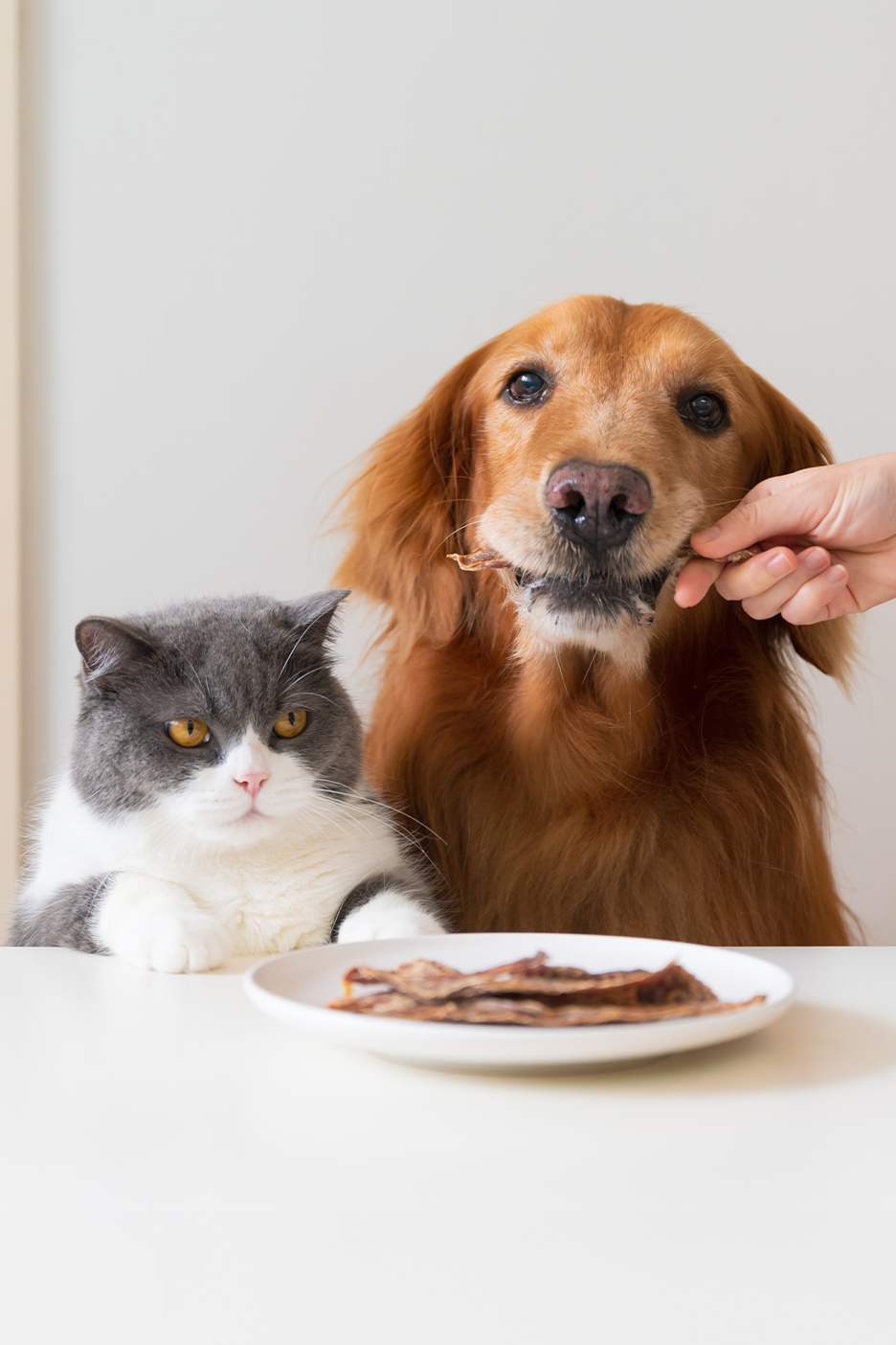 Kutya és macska eszik egy tányér szárított húst egy asztalon.